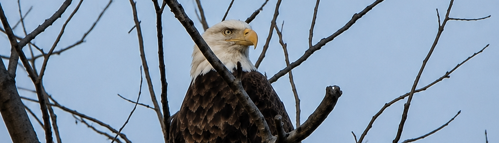 The Return of the Bald Eagle